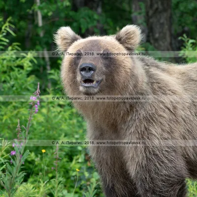 мать бурого медведя и ее детеныш в лесу, мама медведь картинка, медведь,  животное фон картинки и Фото для бесплатной загрузки