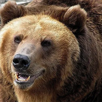 Третий раз за 10 лет: следы бурого медведя нашли в Беловежской пуще -  11.07.2022, Sputnik Беларусь