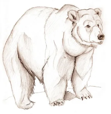 3d Иллюстрация Бурого Медведя На Белом — стоковые фотографии и другие  картинки Медведь - Медведь, Рычание, Нападение животного - iStock