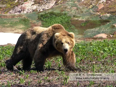 Белорус хотел въехать в Польшу со шкурами бурого медведя и серого волка.  Ему грозит 5 лет | bobruisk.ru