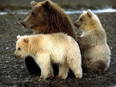 Тяньшанский бурый медведь — Википедия