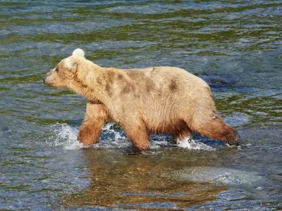 CitySakh.ru - В южных районах Сахалина обнаружили следы бурого медведя