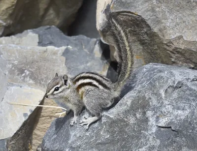 Бурундук (chipmunk) на руке Stock Photo | Adobe Stock