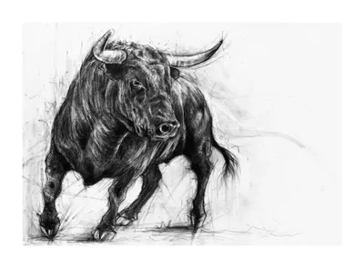 Рисунок быка карандашом - 65 фото