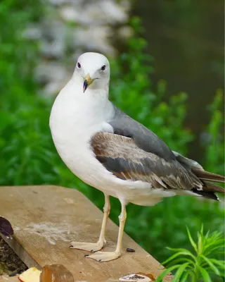 Серебристая чайка (Американская) - eBird