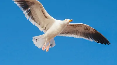 Серебристая чайка | Животный мир и природа Красноярского края