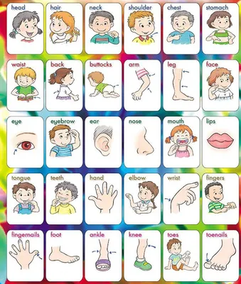 Карточки части тела для детей | Дети, Тело, Части тела