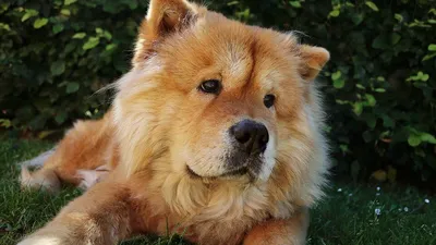 Чау-чау — описание породы собаки от А до Я