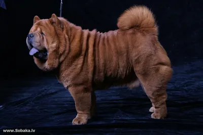 Tiger Retriever and Panda Chows