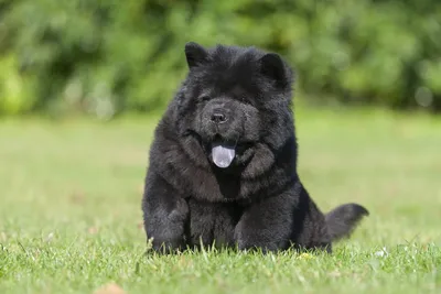 Category:Chow Chow - Wikimedia Commons