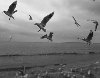Чайки у моря чб черно-белое фото | Черно-белое фото, Старые фотографии,  Черно-белое