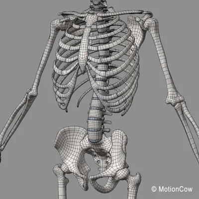 Человеческий скелет иллюстрация штока. иллюстрации насчитывающей икона -  35082594