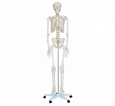 человеческий скелет на черном фоне изолирован. Стоковое Фото - изображение  насчитывающей изолировано, конструкция: 248931600