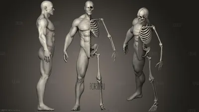 Человеческий скелет. Реалистичный вид на кости и суставы, медицинская 3D  иллюстрация элементов скелета. Векторная анатомия Векторное изображение  ©SpicyTruffel 389812786