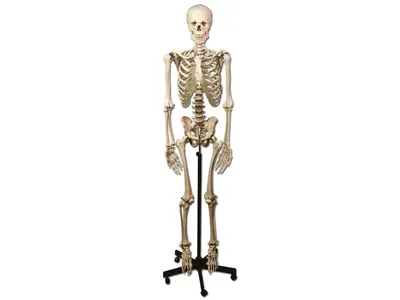 Человеческий Скелет Изолирован На Черном Фоне Здравоохранении И Медицине —  стоковые фотографии и другие картинки Анатомия - iStock