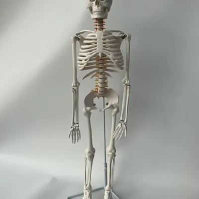 Large Poseable Full Life Size Human Skeleton Prop Halloween Party Decor  Home | eBay