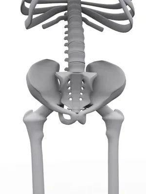 человеческий скелет бежит по черному фону, 3d иллюстрация мужской скелетной  мышечной системы, кости и пищеварительная система с обтравочным контуром,  Hd фотография фото фон картинки и Фото для бесплатной загрузки