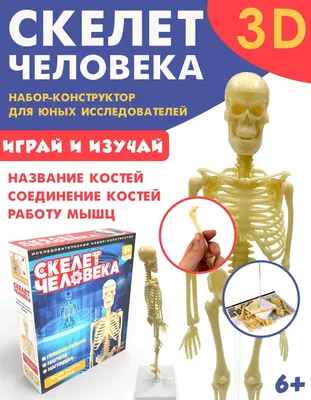 russian по низкой цене! russian с фотографиями, картинки на человеческий  скелет 3d модель изображения.alibaba.com