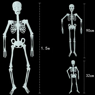 Человеческий скелет 85 см с лесом, человеческий скелет позвоночника, можно  сгибать для разборки нерва, межпозвоночного диска, кровеносных сосудов |  AliExpress