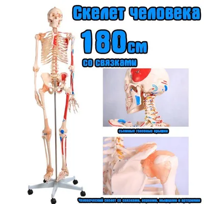 Скелет Человеческий 90см пластик - купить в Сочи по цене 5 668 руб