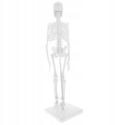 Human skeleton | Иллюстрация скелета, Человеческий скелет, Скелет