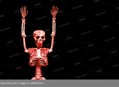 Человеческий скелет - различные взгляды Иллюстрация штока - иллюстрации  насчитывающей внутренн, наука: 69979102