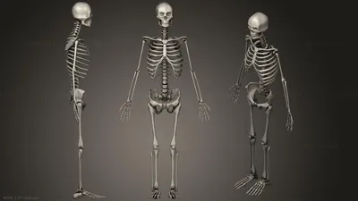 Человеческий скелет 3D Модель $50 - .max - Free3D