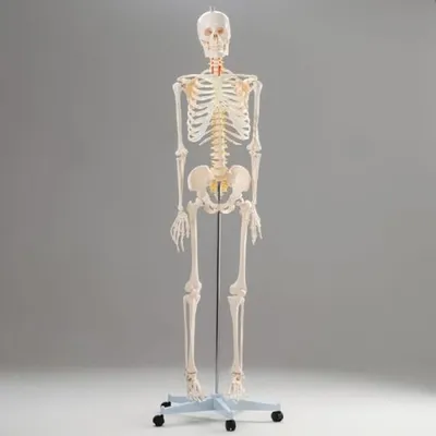 Человеческий скелет: Изображения в различных форматах для скачивания |  Строение скелета человека Фото №766885 скачать