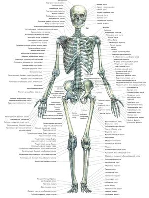 человеческий скелет, скелет в натуральную величину - docom.com.ua