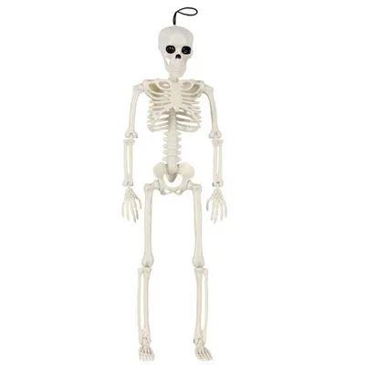 Анатомия скелеты и черепа - Человеческий скелет 44, ANTM_1219 | 3D модель  для ЧПУ станка