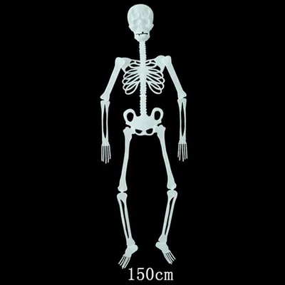 Человеческий скелет полезен для изучение анатомии: 15000 KGS ➤ Статуэтки |  Бишкек | 56912600 ᐈ lalafo.kg