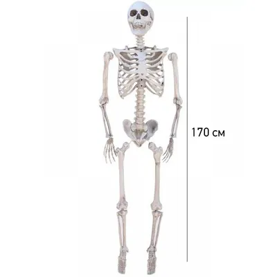 Человеческий Скелет 2 - 3d stl модель для ЧПУ