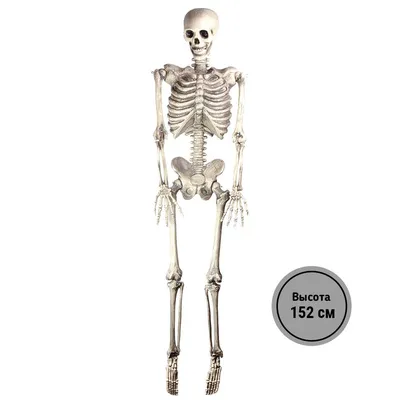 Человеческий скелет, Анатомия, Учащиеся медучилища