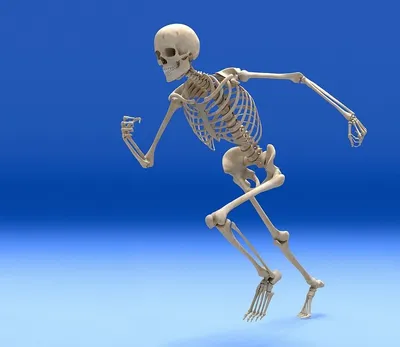 Купить картину маслом Человеческий скелет Уорд Джеймс от 5650 руб. в  галерее DasArt