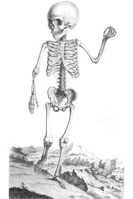 Мужской человеческий скелет - #lng_detail_image_content_seo# #15523379 |  Pantherstock