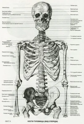 32/90/150 см Poseable человеческий скелет Хэллоуин украшение партии  реквизит – лучшие товары в онлайн-магазине Джум Гик