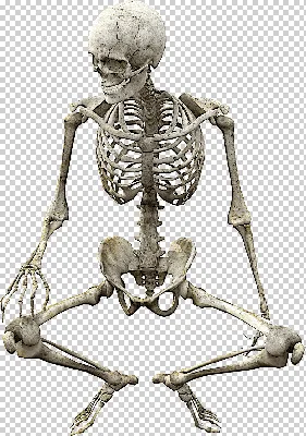 Человеческий скелет: 650 у.е. - Другое Ташкент на Olx
