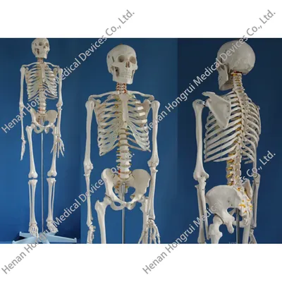 Человеческий Скелет — стоковая векторная графика и другие изображения на  тему Скелет человека - Скелет человека, Иллюстрация, Анатомия - iStock