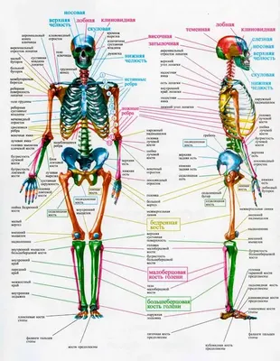 Человеческий скелет рисунок - 53 фото