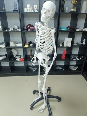 Человеческий скелет - анатомическая модель - 85 см physa EX10040243  Анатомические модели Германия (ID#1505814117), цена: 8240 ₴, купить на  Prom.ua