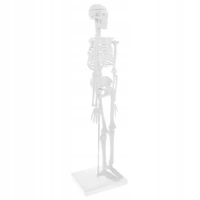 Файл STL Человеческий скелет 🎨・Дизайн 3D-печати для загрузки3D・Cults
