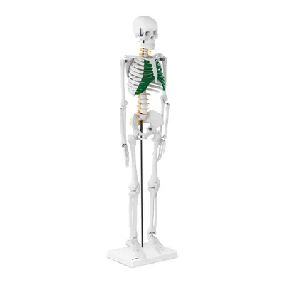 Купить картину Человеческий скелет Уорд Джеймс на стену от 530 руб. в DasArt