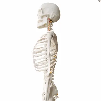 Человеческий скелет в разрешении HD: Выберите свой формат и размер |  Строение скелета человека Фото №766856 скачать