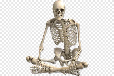 человеческий скелет, скелет в натуральную величину - docom.com.ua