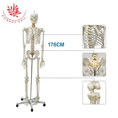 Анатомия скелеты и черепа - Стилизованный Человеческий Скелет, ANTM_0720 |  3D модель для ЧПУ станка
