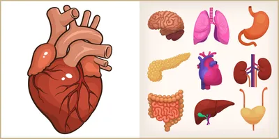 Строение внутренних органов человека | Уроки биологии, Учащиеся медучилища,  Анатомия и физиология