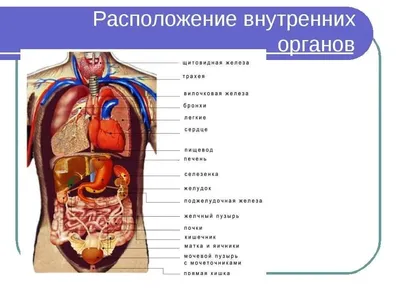 внутренняя схема расположения органов человеческого тела Иллюстрация  вектора - иллюстрации насчитывающей положение, учить: 236607593