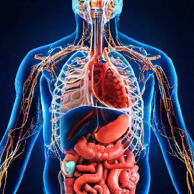12 удивительных фактов о внутренних органах человека | Валентин Голубихин |  Дзен