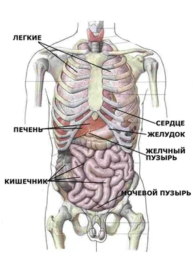 Визуальная схема структуры человека и человеческих органов . Векторное  изображение ©ideyweb 243887290