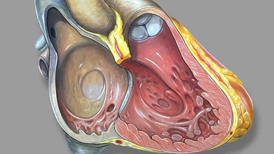 Анатомия человека: атлас В 3 т. Т. 2: Внутренние органы - купить с  доставкой по выгодным ценам в интернет-магазине OZON (1034677039)